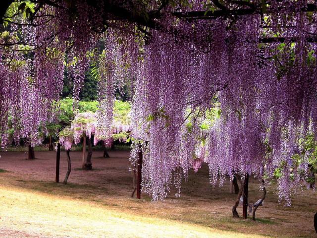 紫藤花