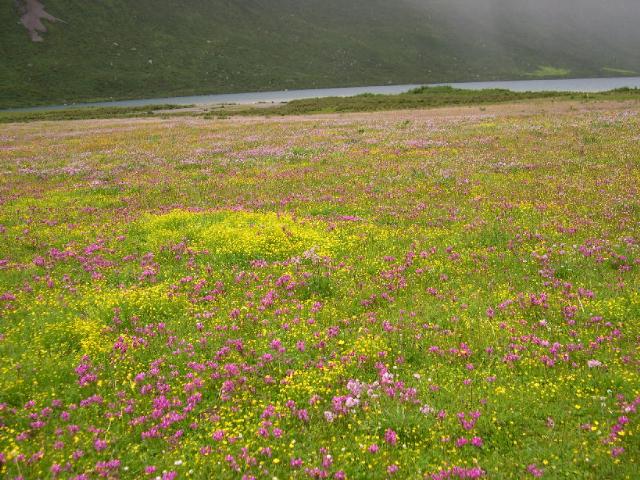 08.还是花海好看