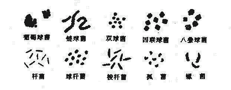 细菌的大小与形态