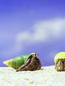 a snail under the bule sky