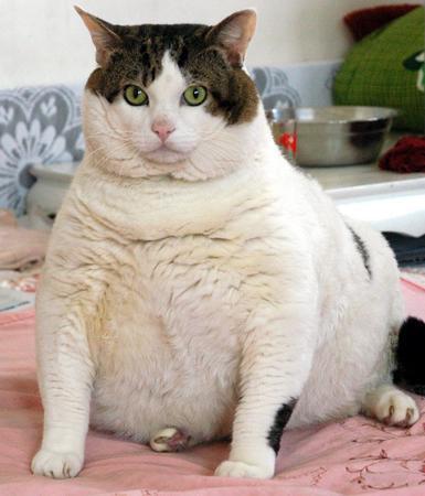 Fat Cat in China