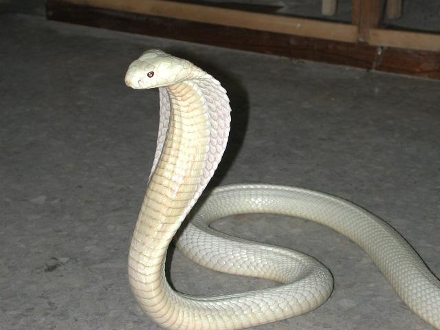 White Cobra which is rarely seen, elle est belles!